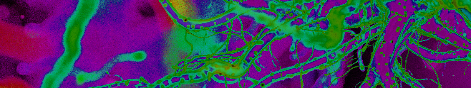 A mass of neuronal dendrites glows with activity