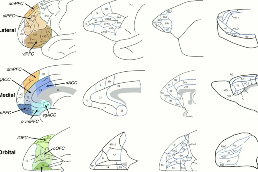 impact of drugs on prefrontal cortex of 4 different mammals