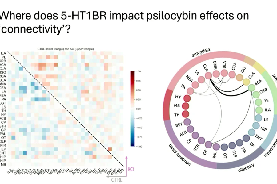 slide showing where 5-HT1BR impact psilocybin effects on connectivity